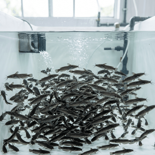 Fresh Catfish Fingerlings